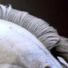 Chevaux/Humains, Bob Tabor