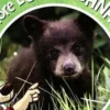 J'explore l'Ouest canadien !, Julie Brodeur