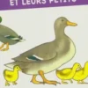 Les animaux de la ferme et leurs petits, Inconnu