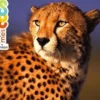Les animaux de la savane, Milan
