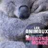Les animaux les plus mignons du monde, Stéphanie Ledu