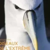 Oiseaux de l'extrême. Un voyage en haute mer, Arnaud Guérin