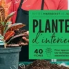 Plantes d'intérieur, Claire Pinson