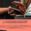Plantes d'intérieur, Claire Pinson