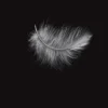 Plumes, Patrice Mariolan