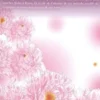 Promesses en rose Tome 7, Kaho Miyasaka