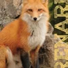 Renard, Maurice Dupérat